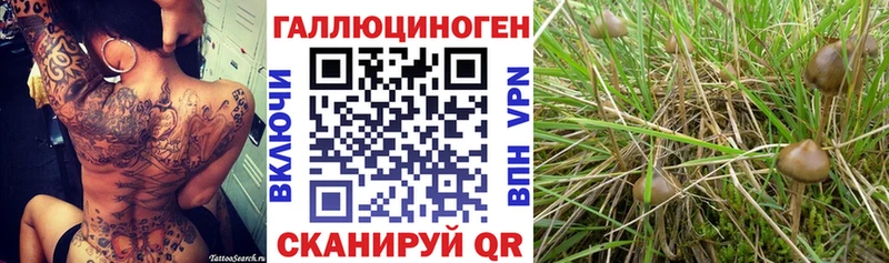 где купить наркоту  Бирюсинск  Галлюциногенные грибы прущие грибы 